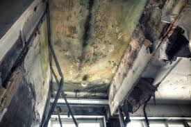 Best Forensic Mold Investigation in USA